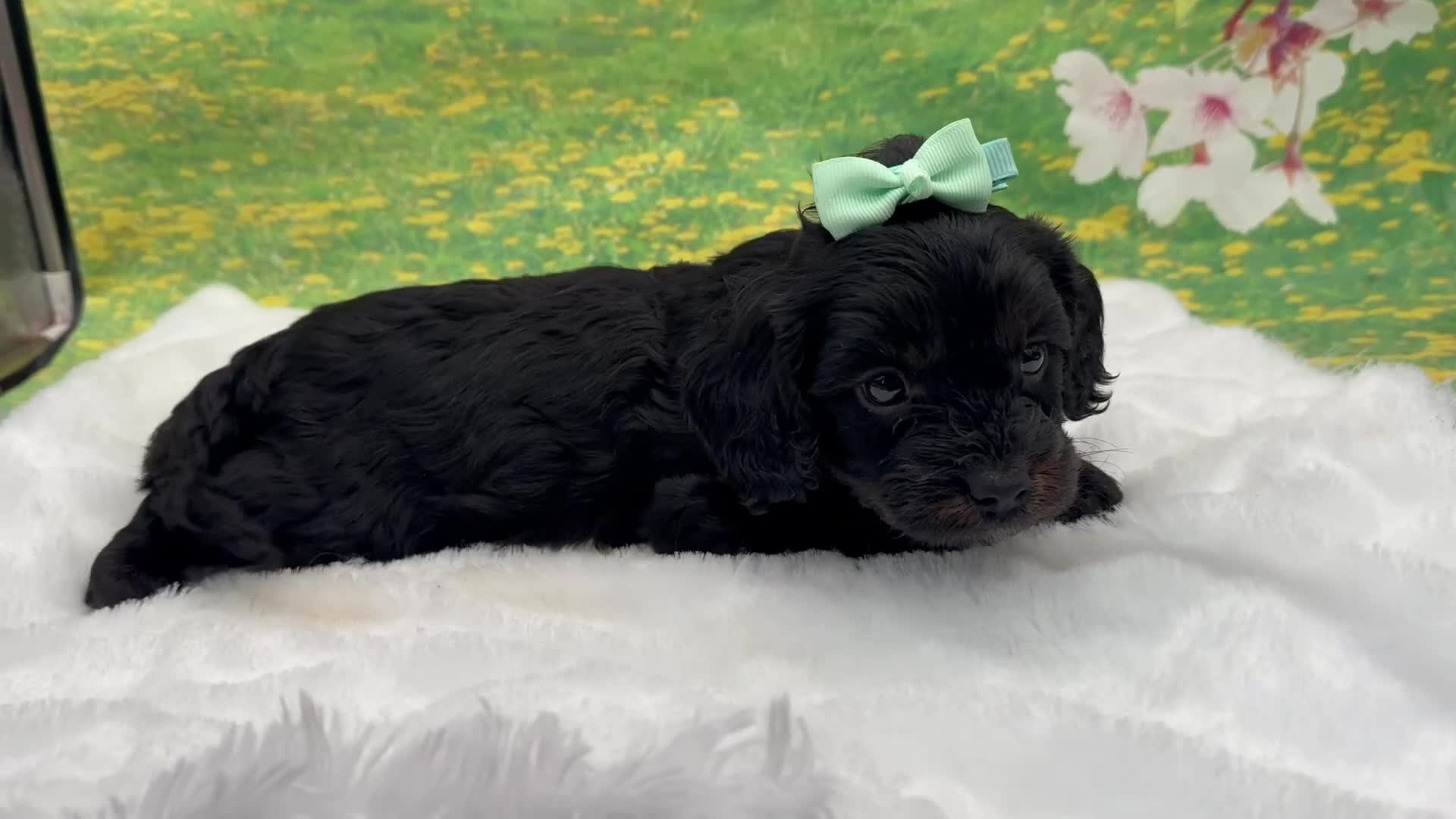 Cavapoo dogs for sale: Bently  - Video 2