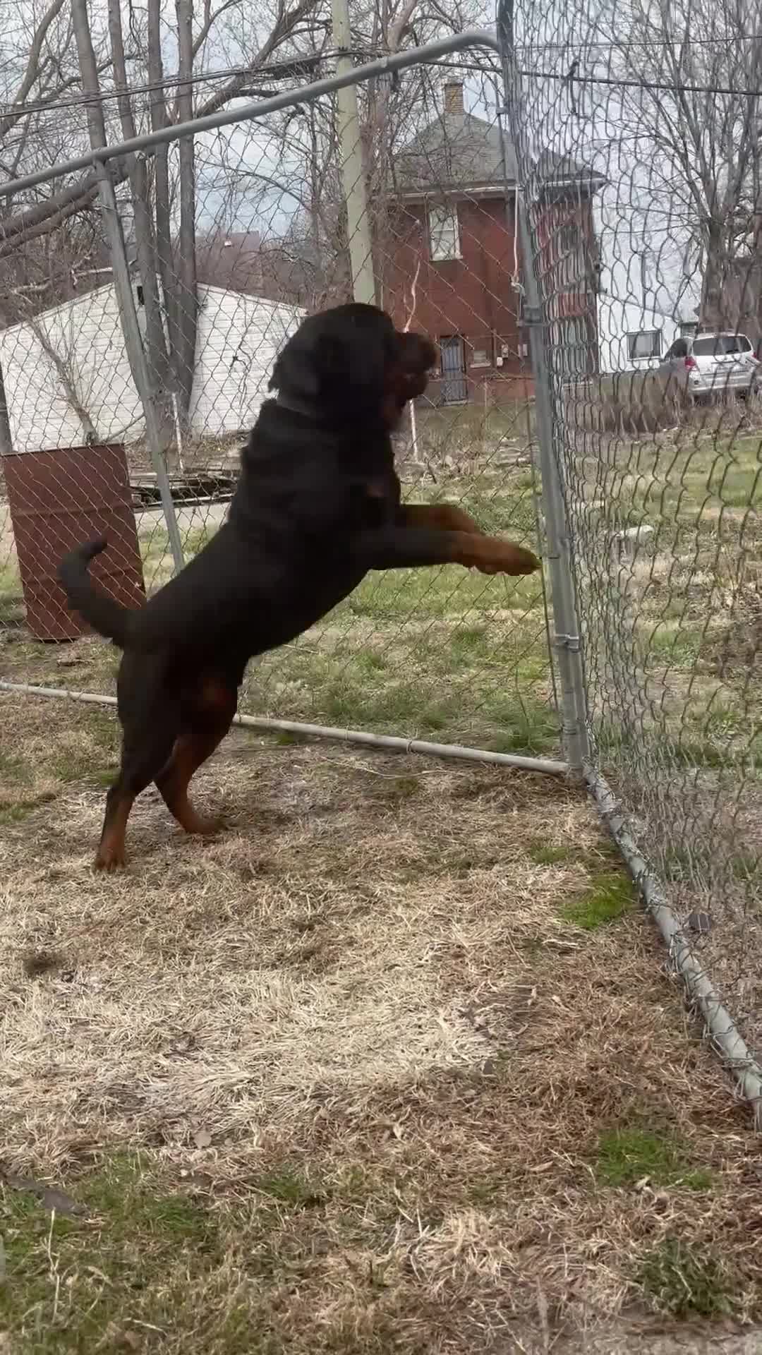 Rottweiler dogs for sale: Puppy 1 - Video 2