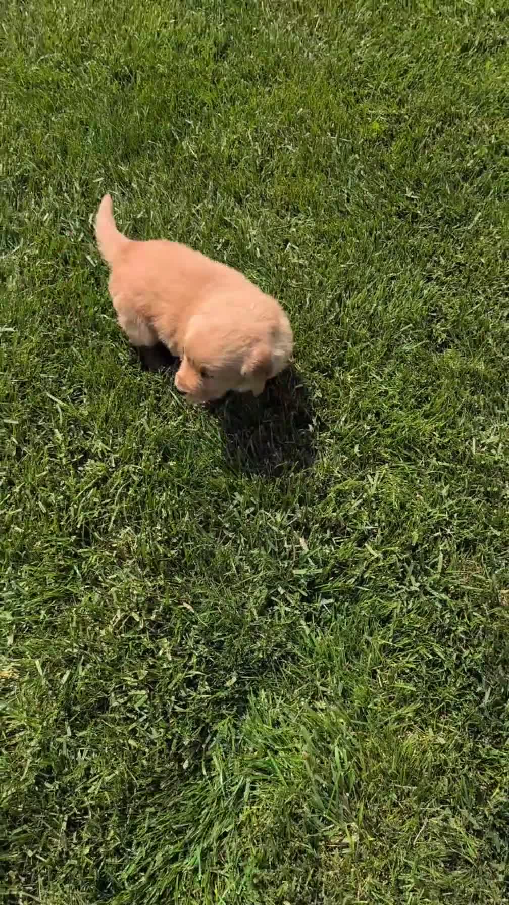 Golden Retriever dogs for sale: Kelsey - Video 1