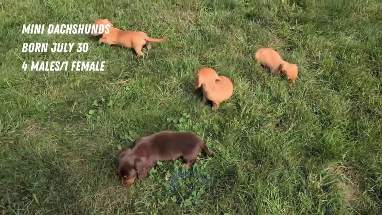 Miniature Dachshund dogs for sale: Hudson - Video 2