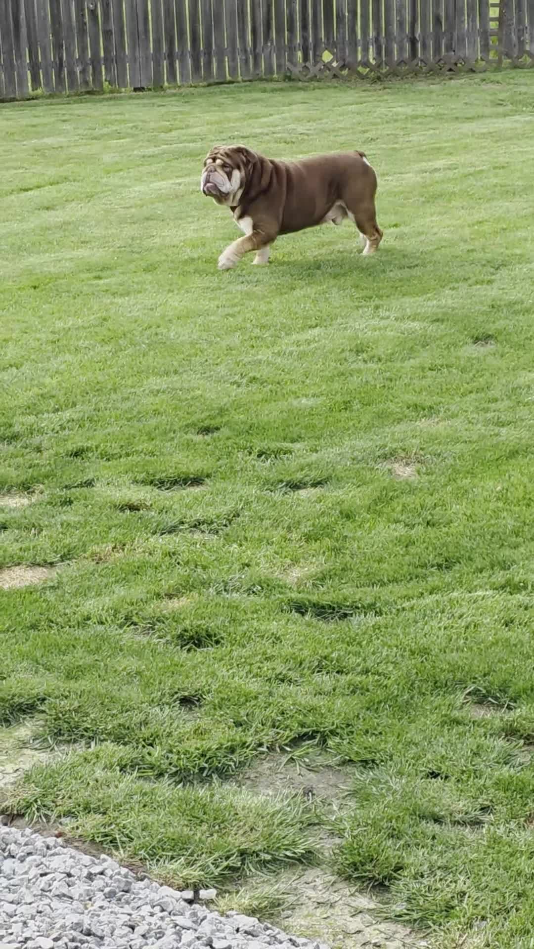 English Bulldog dogs for sale: English Bulldog 1 - Video 1