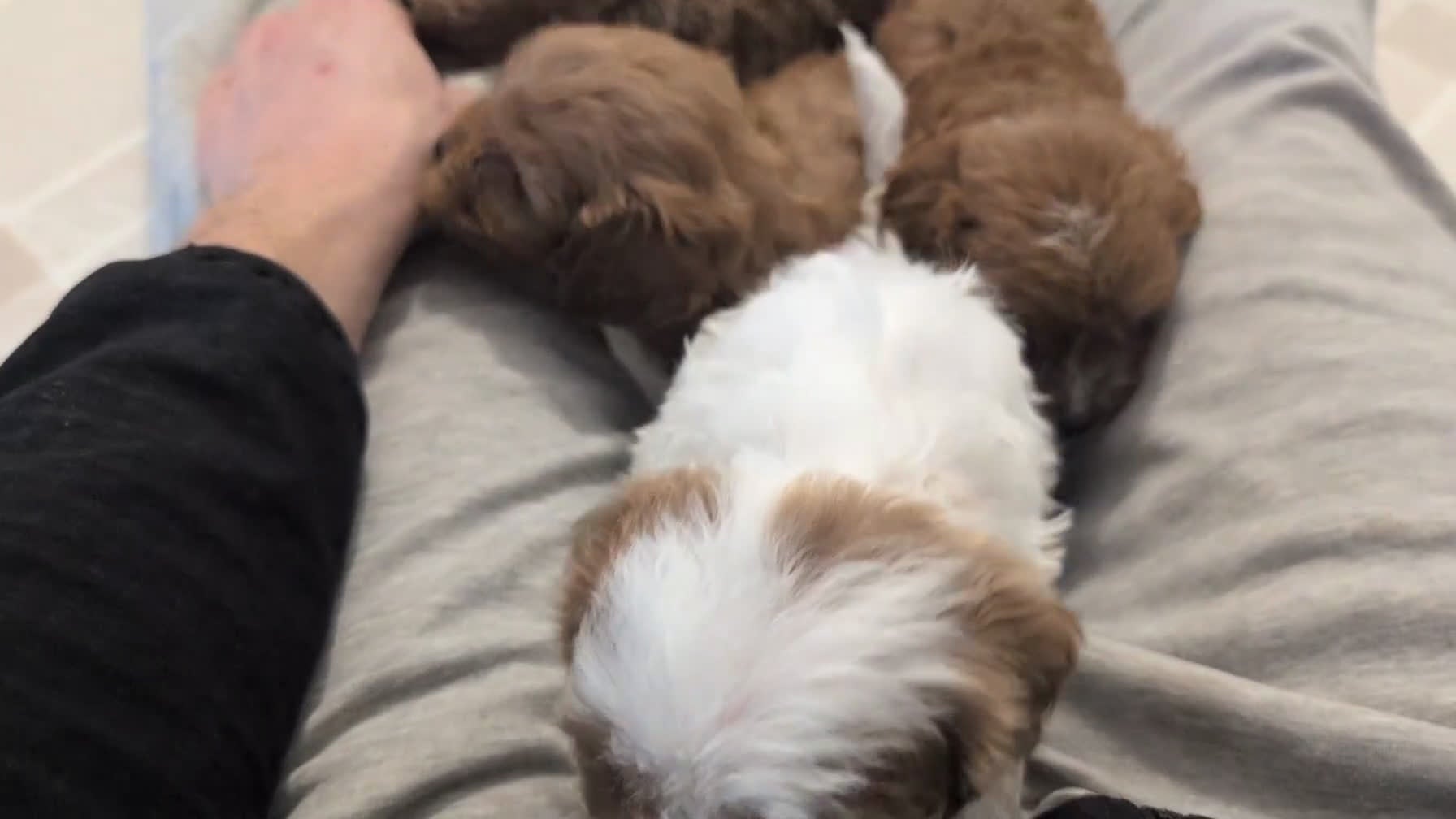 Cavapoo dogs for sale: Chase - Video 2