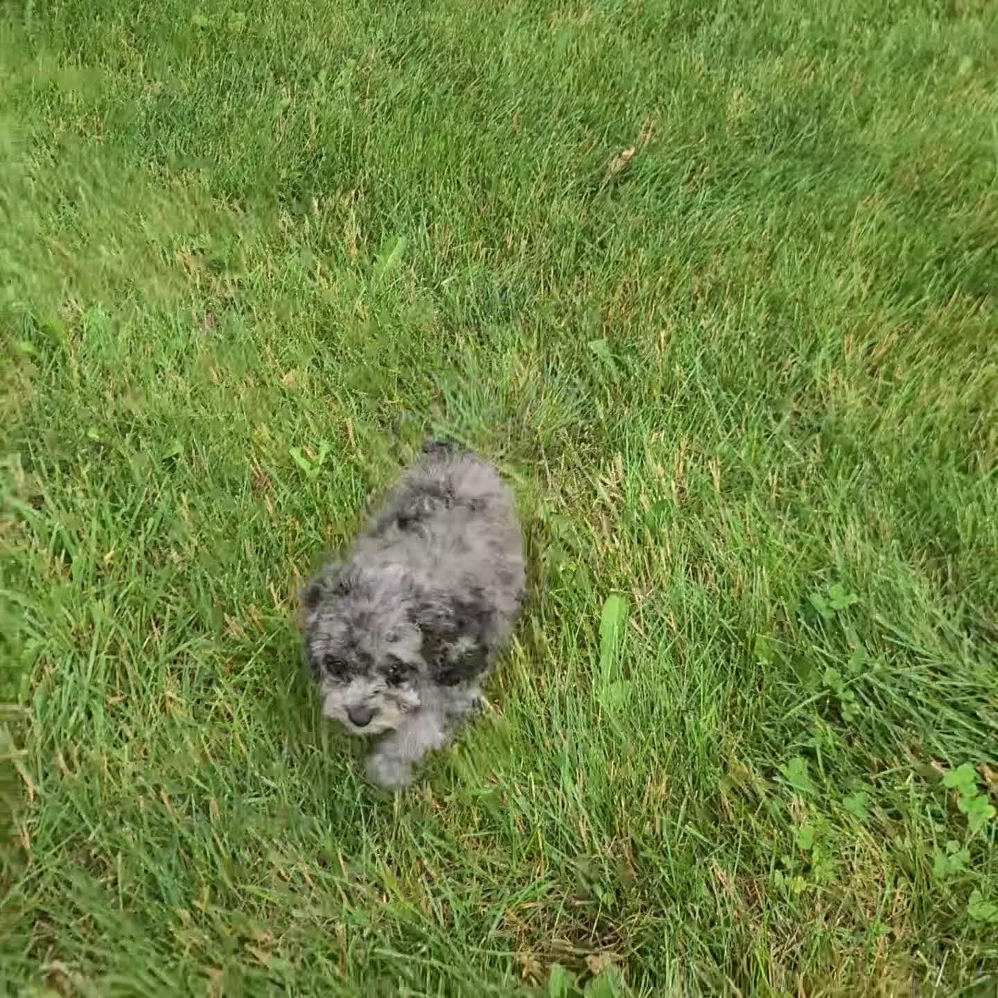 Cockapoo dogs for sale: Zoey - Video 1