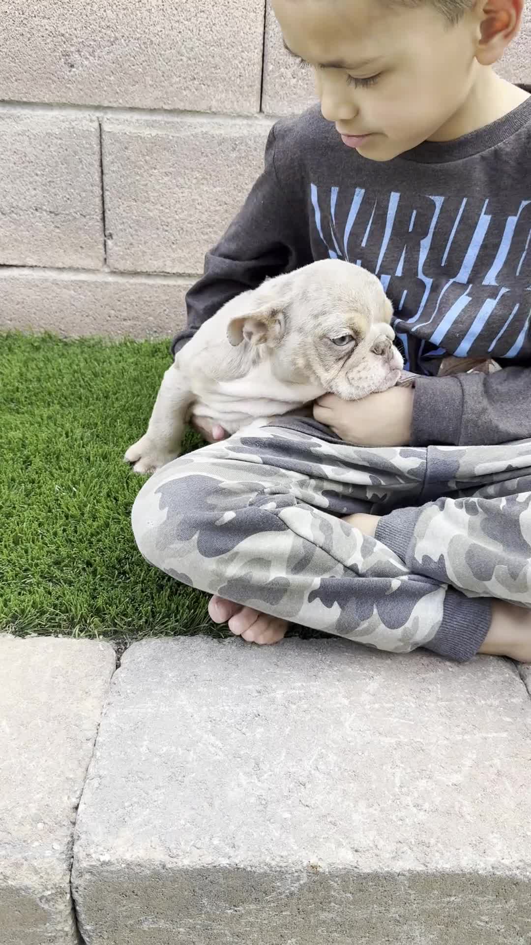 English Bulldog dogs for sale: Minnie - Video 1