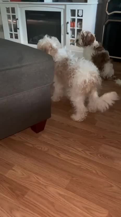 Mixed Breed dogs for sale: Mixed Breed 1 - Video 1