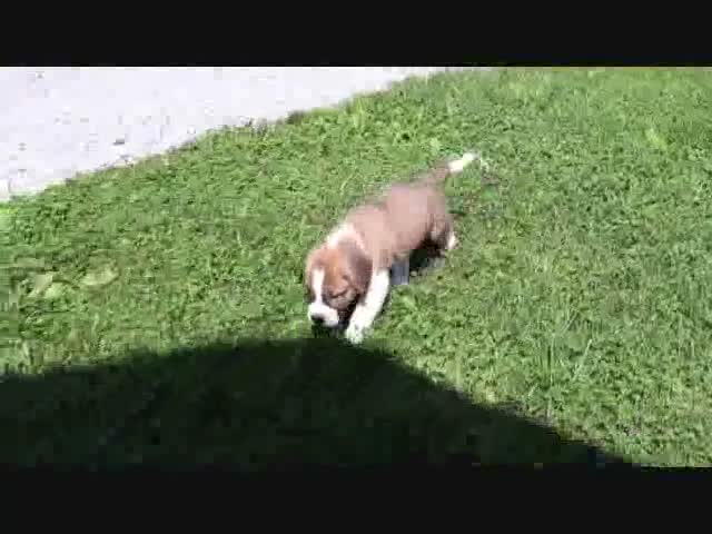 Saint Bernard dogs for sale: Mason - Video 1