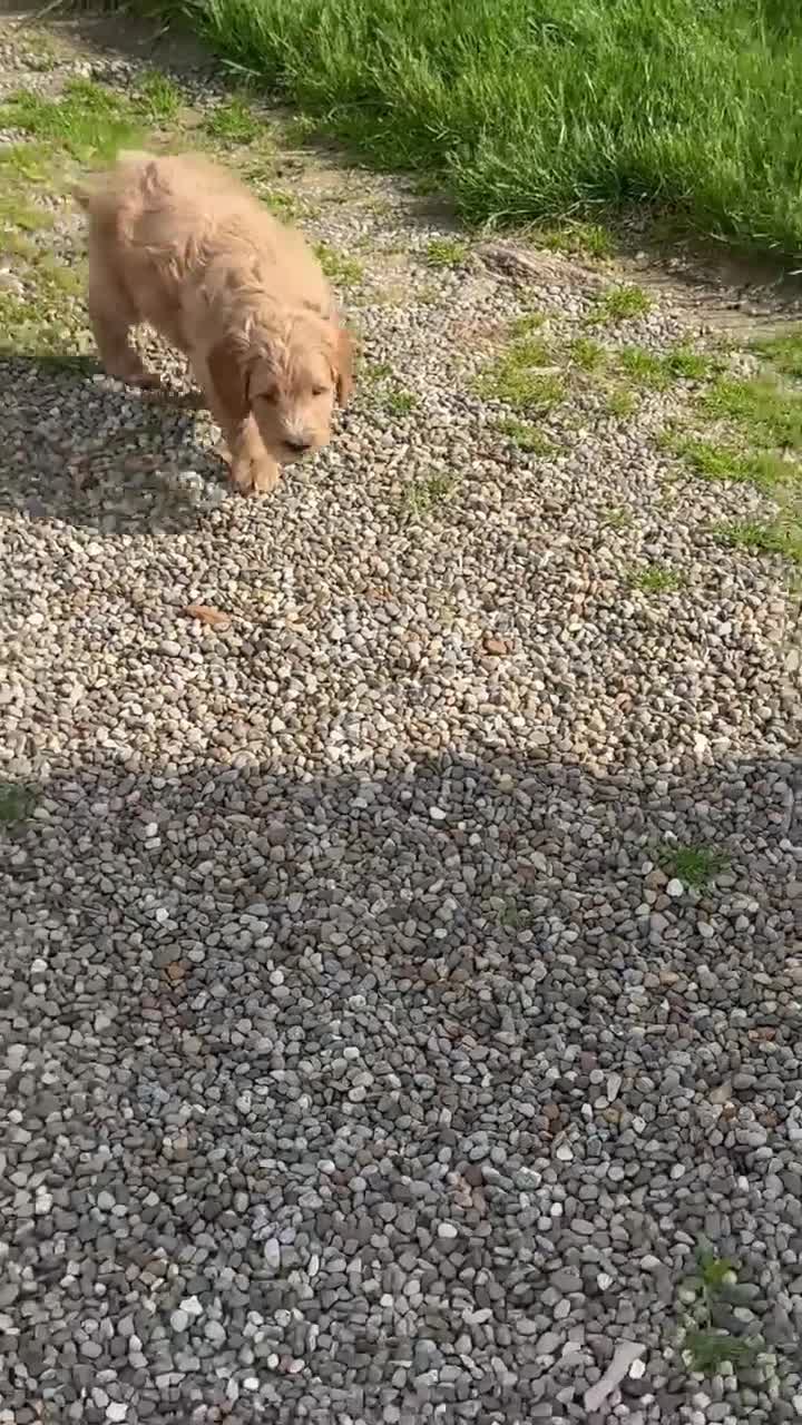 Mini Goldendoodle dogs for sale: Fenn - Video 1