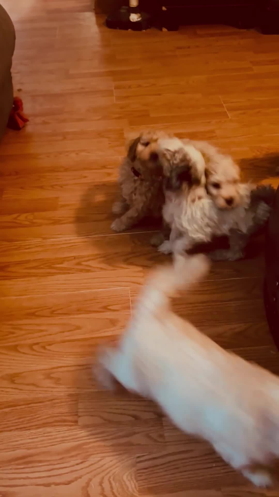 Aussiedoodle dogs for sale: Red Collar  - Video 1