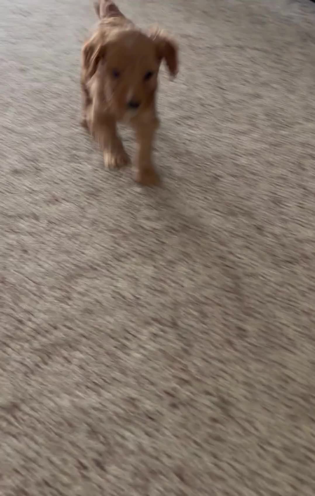 Cavapoo dogs for sale: Aspen💙 - Video 1