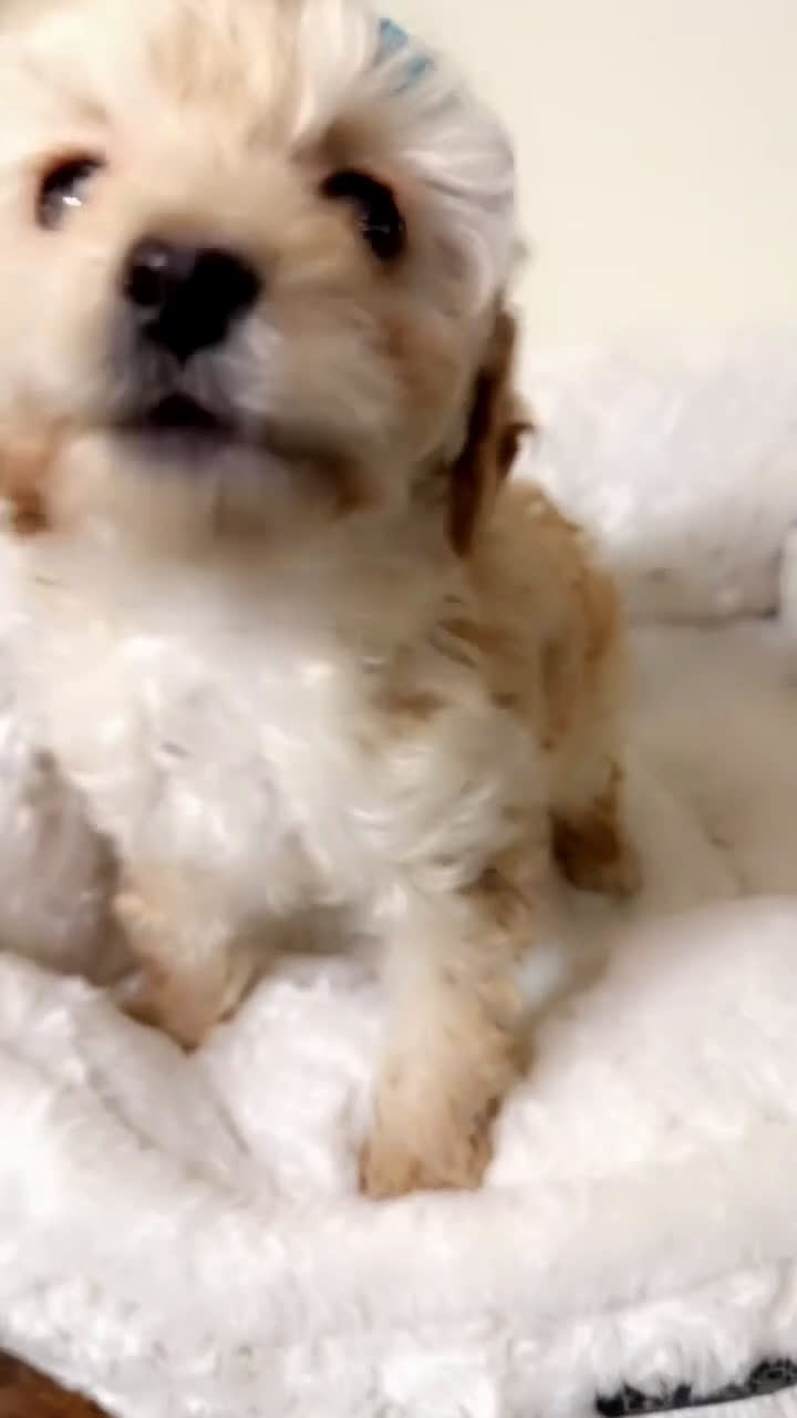 Maltipoo dogs for sale: Minnie  - Video 1