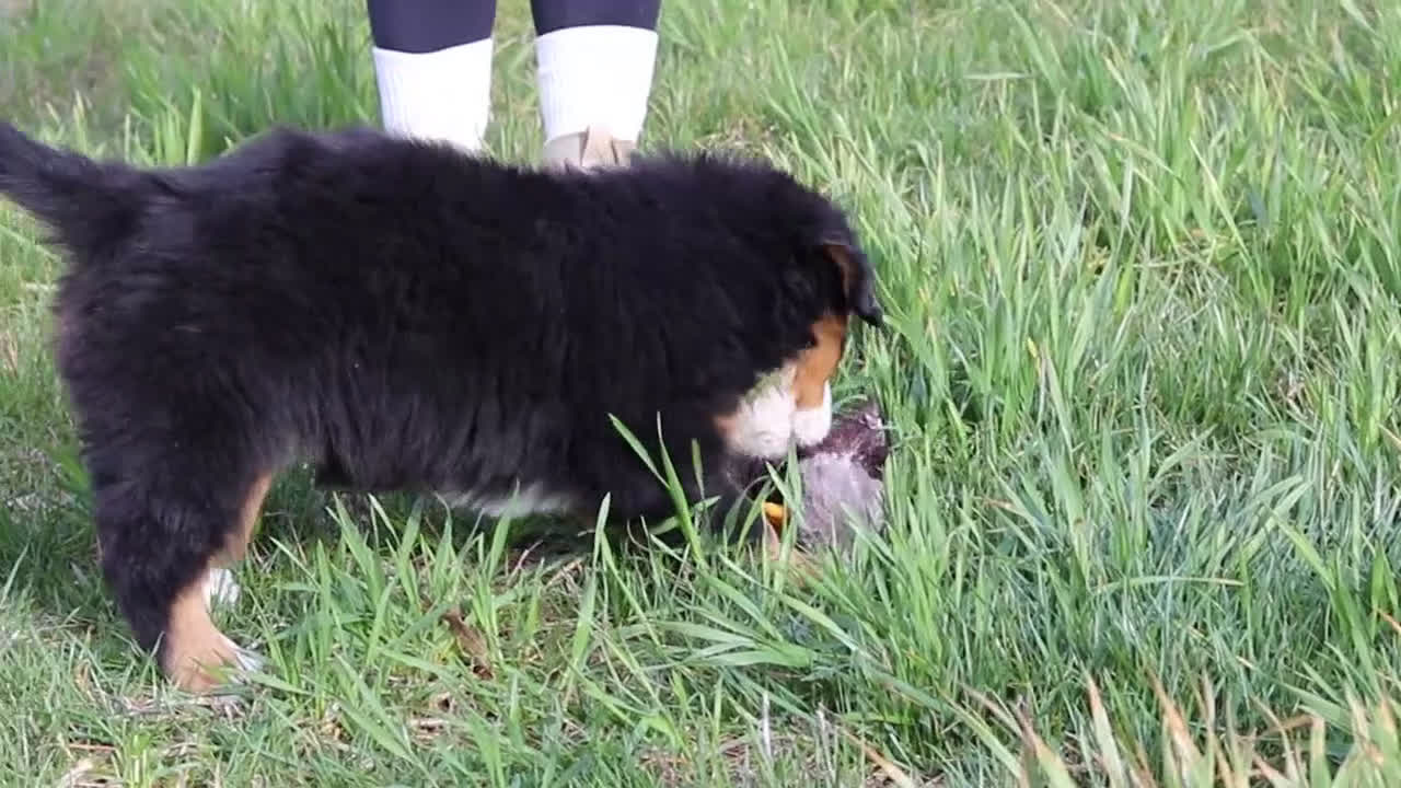 Bernese Mountain Dog dogs for sale: Casey - Video 1