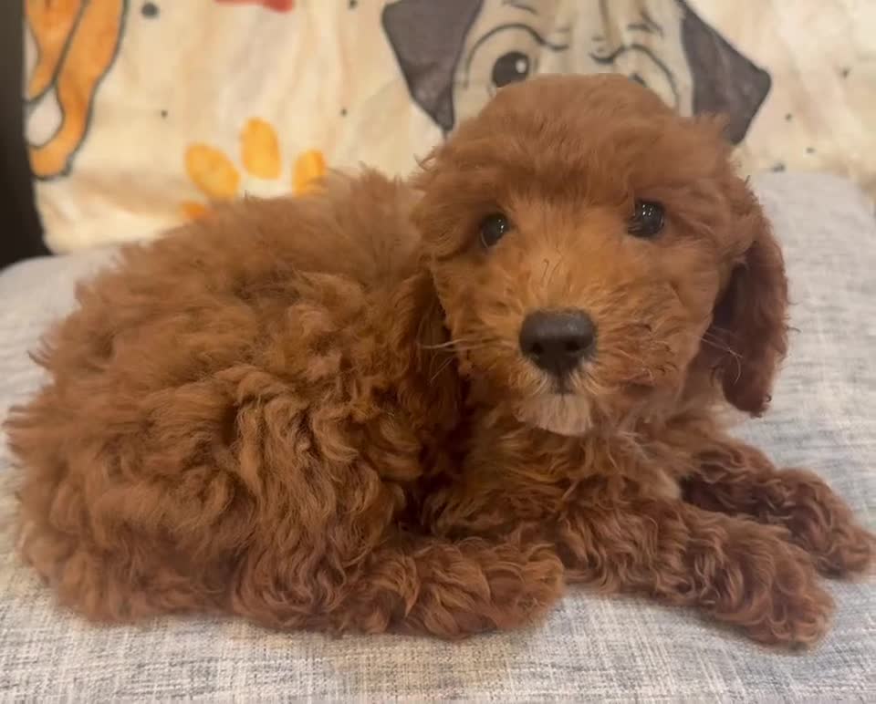 Goldendoodle dogs for sale: Gold - Video 1