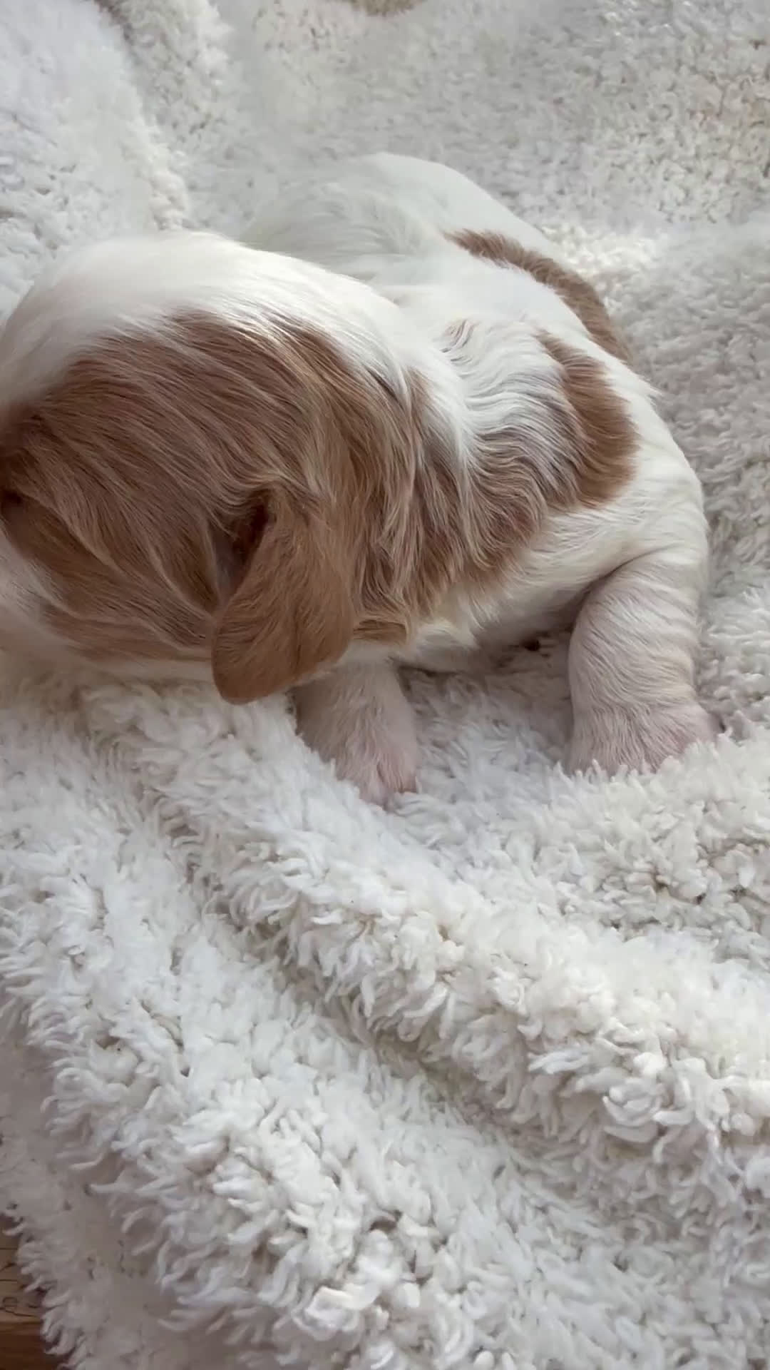 Cavapoo dogs for sale: Lola - Video 2