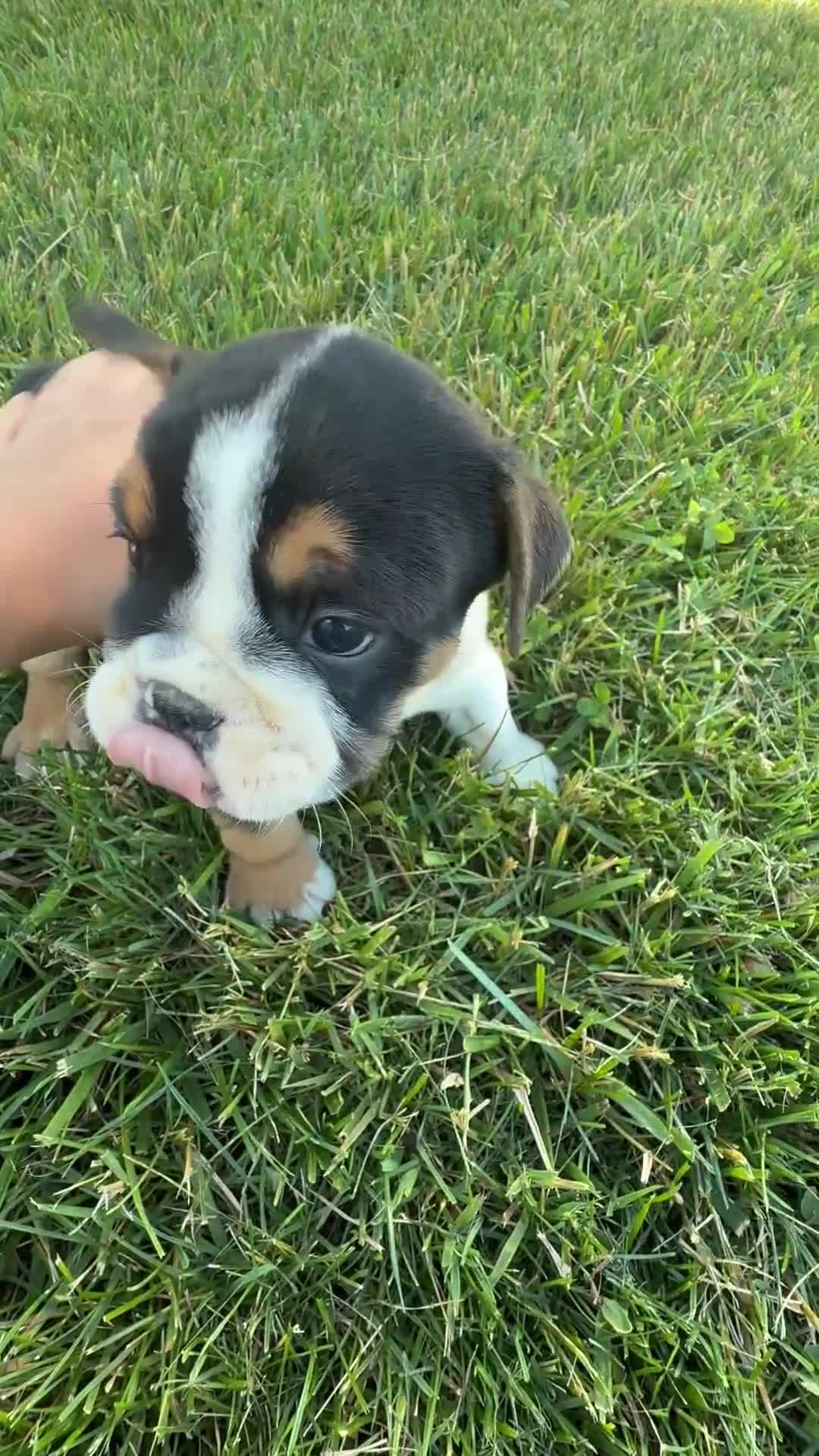 Beabull dogs for sale: Quinn - Video 1