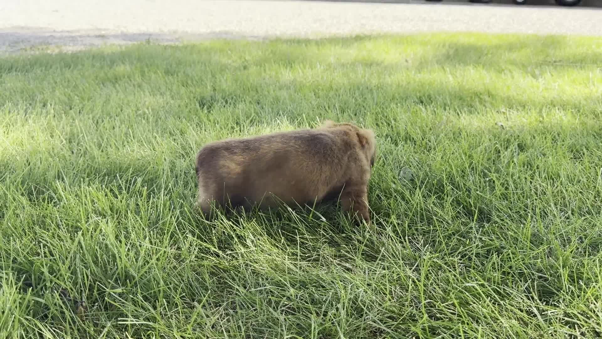 Dachshund dogs for sale: Anson - Video 1