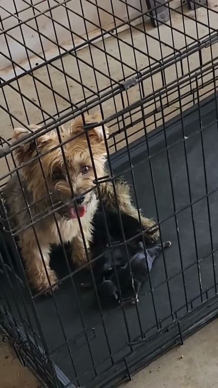 Mixed Breed dogs for sale: Mixed Breed 2 - Video 1
