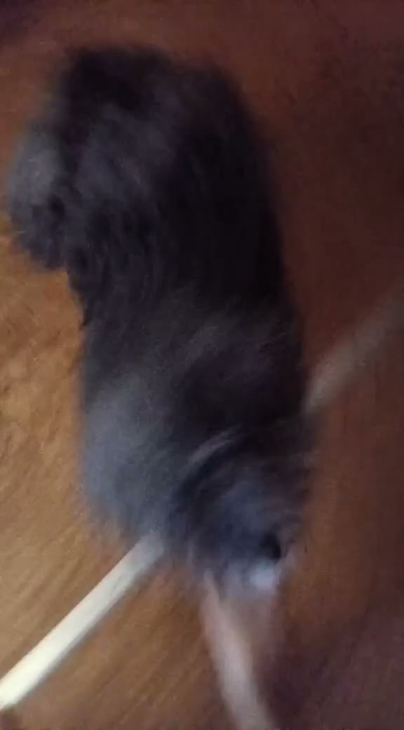 Toy Poodle dogs for sale: Toy Poodle 1 - Video 2