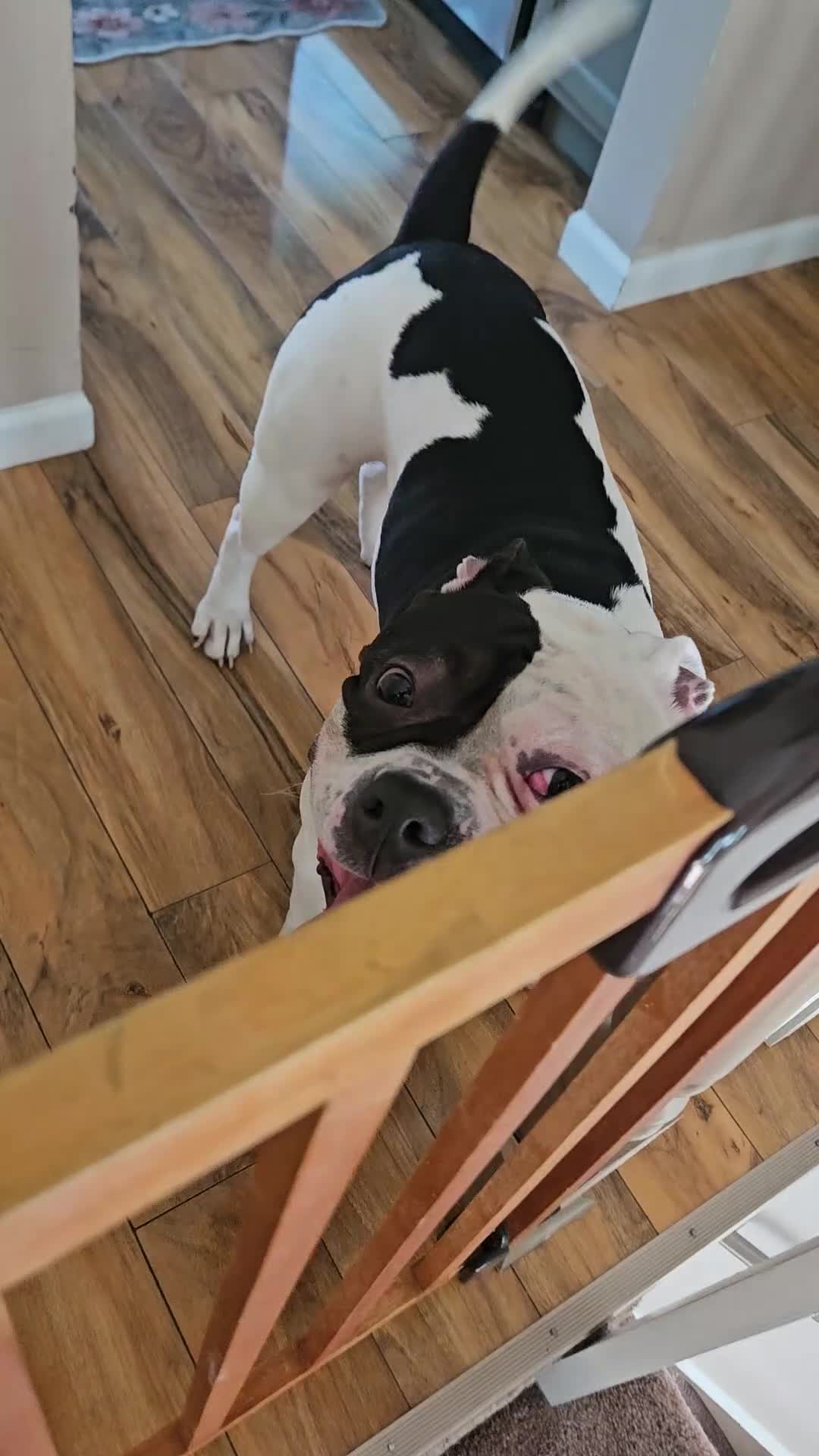 Mixed Breed dogs for sale: Patches - Video 1