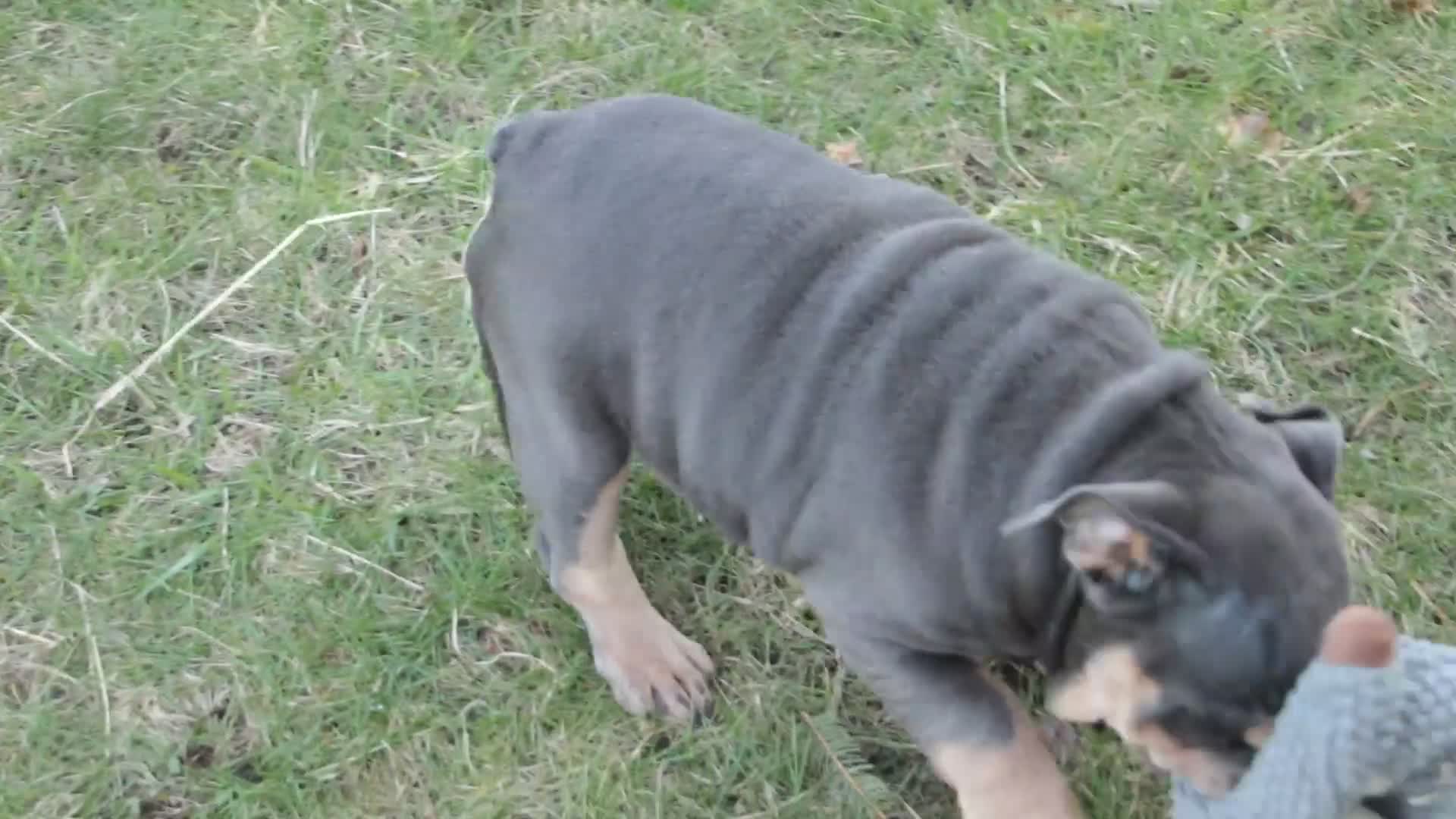 English Bulldog dogs for sale: Xena - Video 1