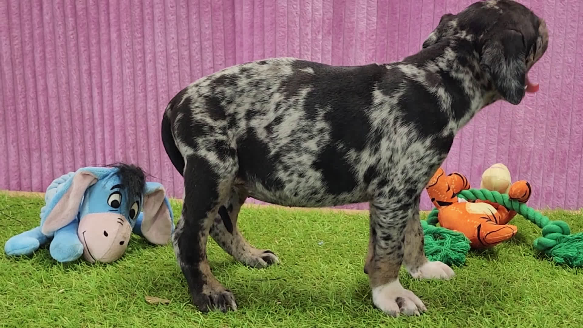 Catahoula Leopard Dog dogs for sale: Duchess 2025 Female 2 - Video 1