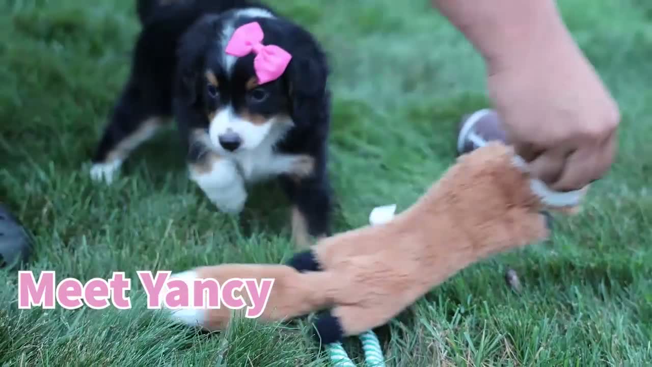 Bernedoodle dogs for sale: Yancy ❤️ - Video 1