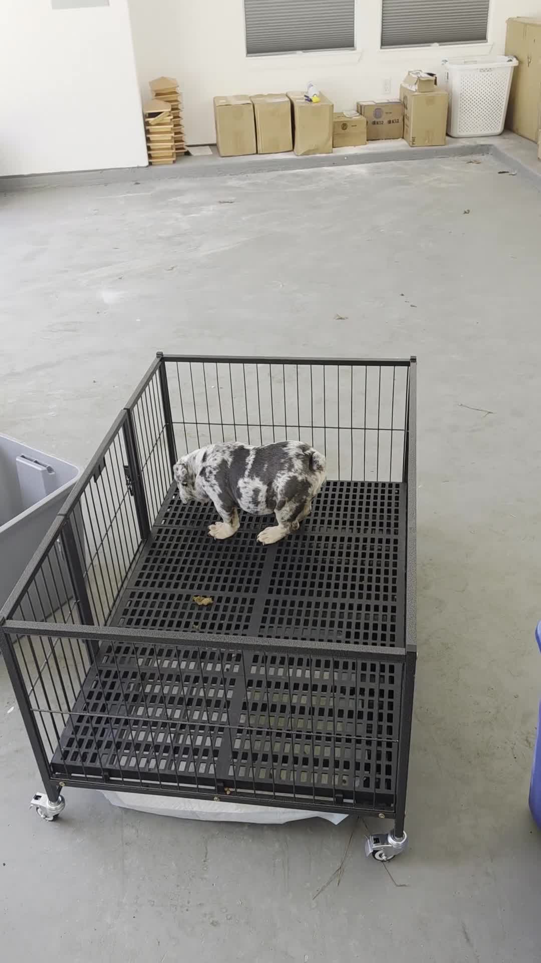 English Bulldog dogs for sale: English Bulldog 1 - Video 1