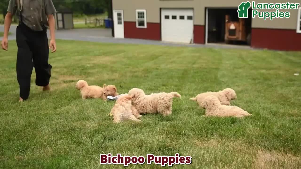 Bichpoo dogs for sale: Tony - Video 1