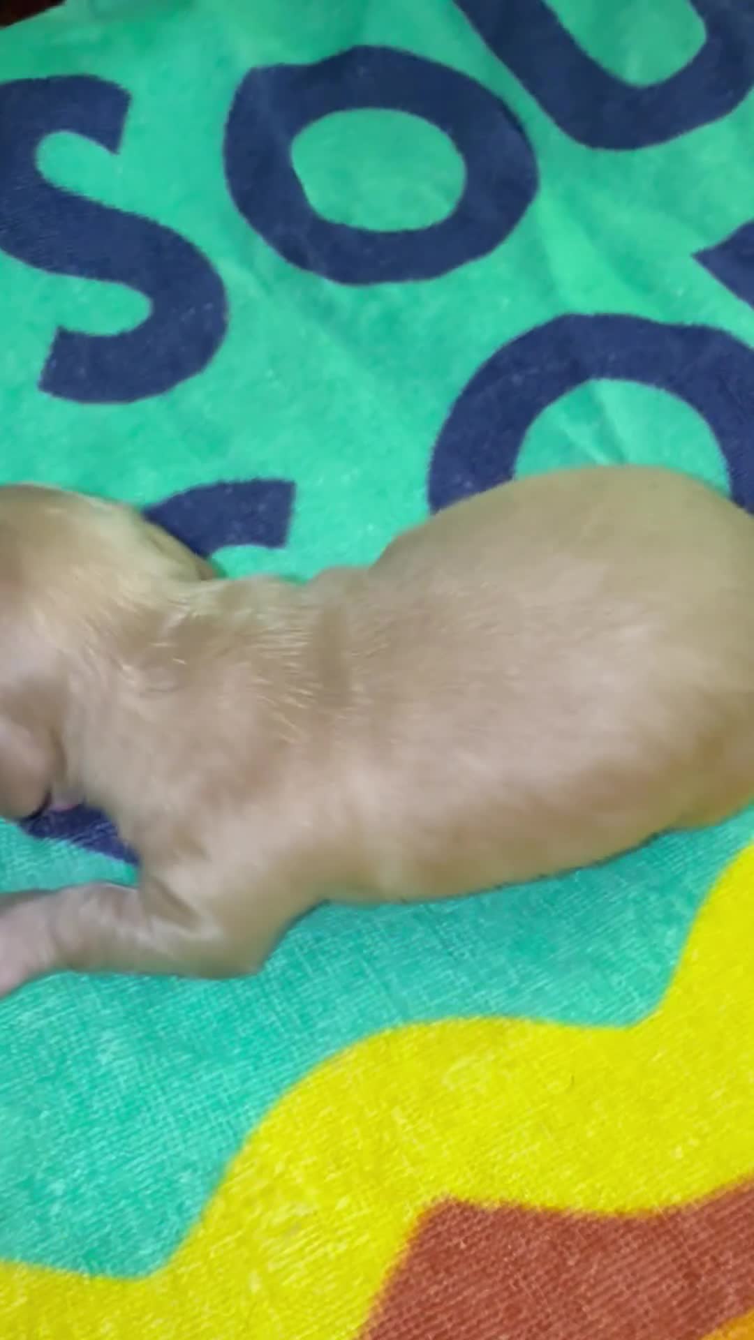 Dachshund dogs for sale: Dachshund Puppy 5 - Video 1