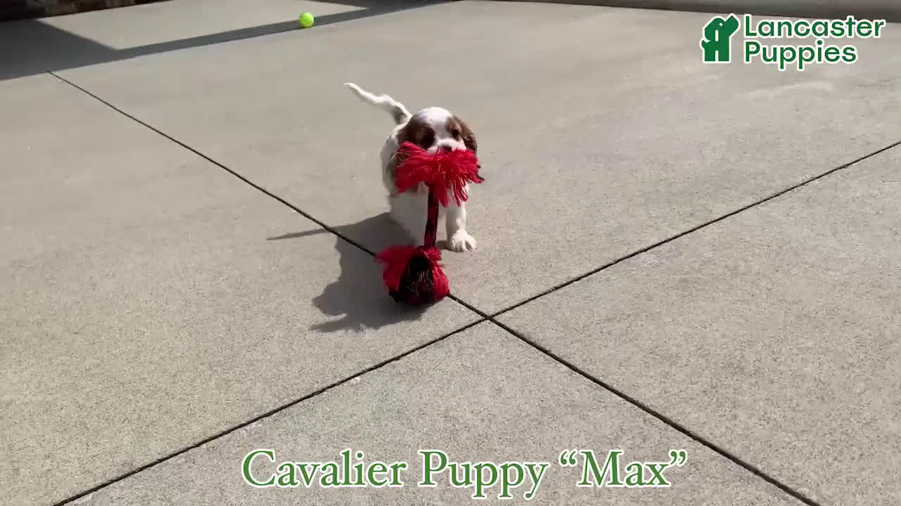 Cavalier King Charles Spaniel dogs for sale: Max - Video 1