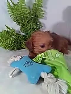 Shorkie dogs for sale: Paws - Video 1