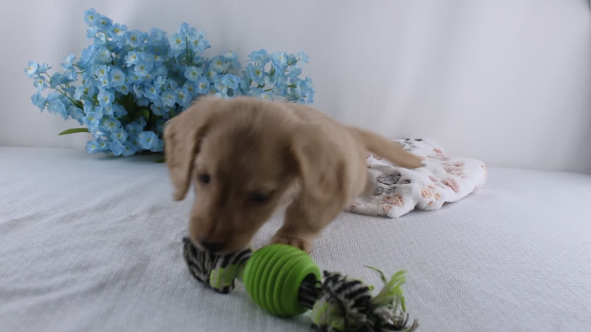 Miniature Dachshund dogs for sale: Gilbert - Video 1