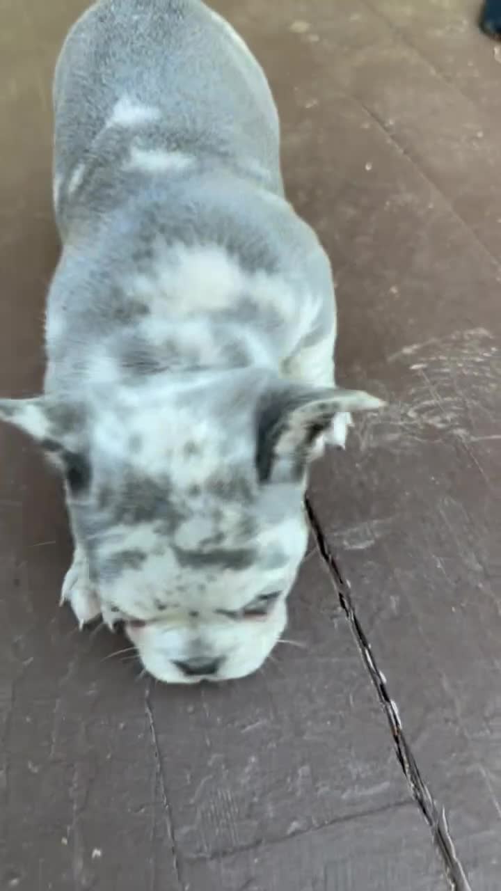 French Bulldog dogs for sale: French Bulldog Puppy 3 - Video 1