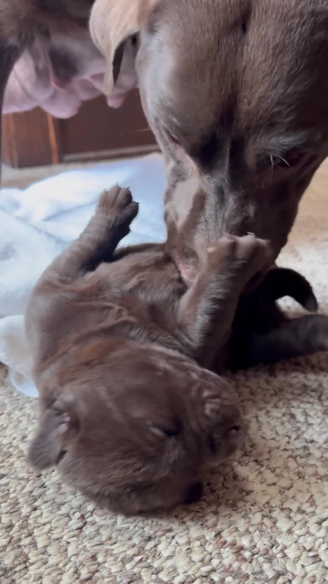 Labrador Retriever dogs for sale: Labrador Retriever Puppy 1 - Video 3