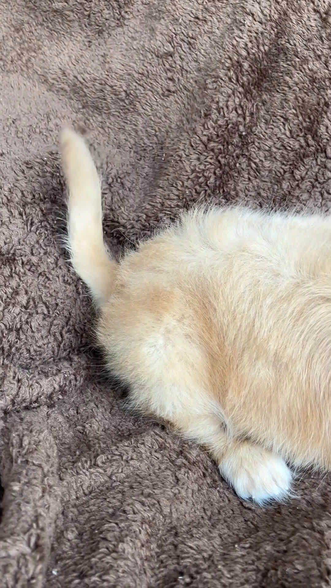 Miniature Dachshund dogs for sale: AKC Theodore of Wagglytail Lane - Video 2