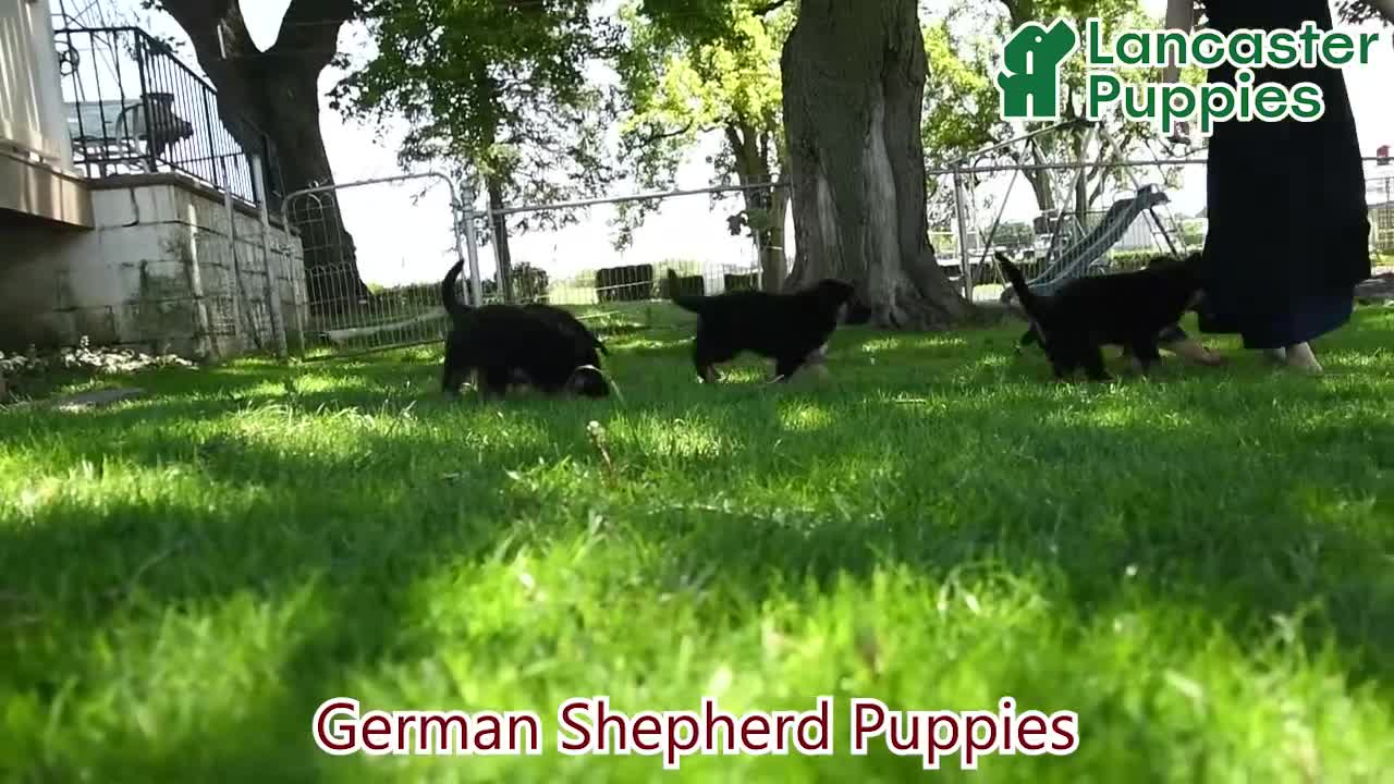 German Shepherd dogs for sale: Sparrow - Video 1