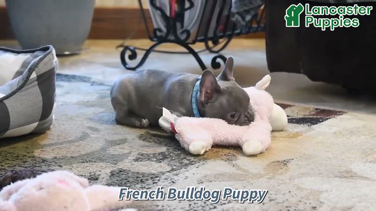 French Bulldog dogs for sale: Cruise  - Video 1