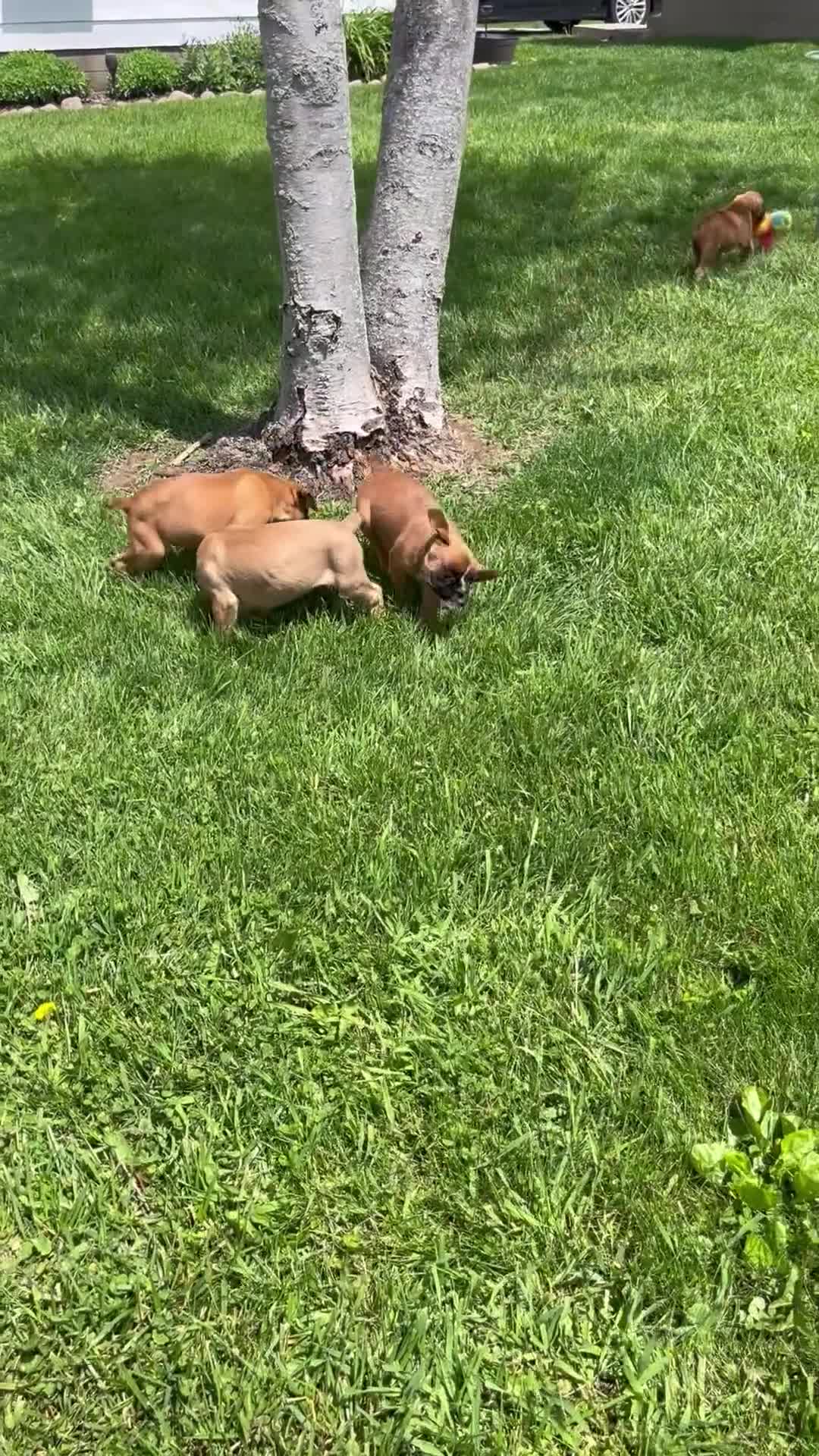 Boxer dogs for sale: Boxer Puppy 4 - Video 1
