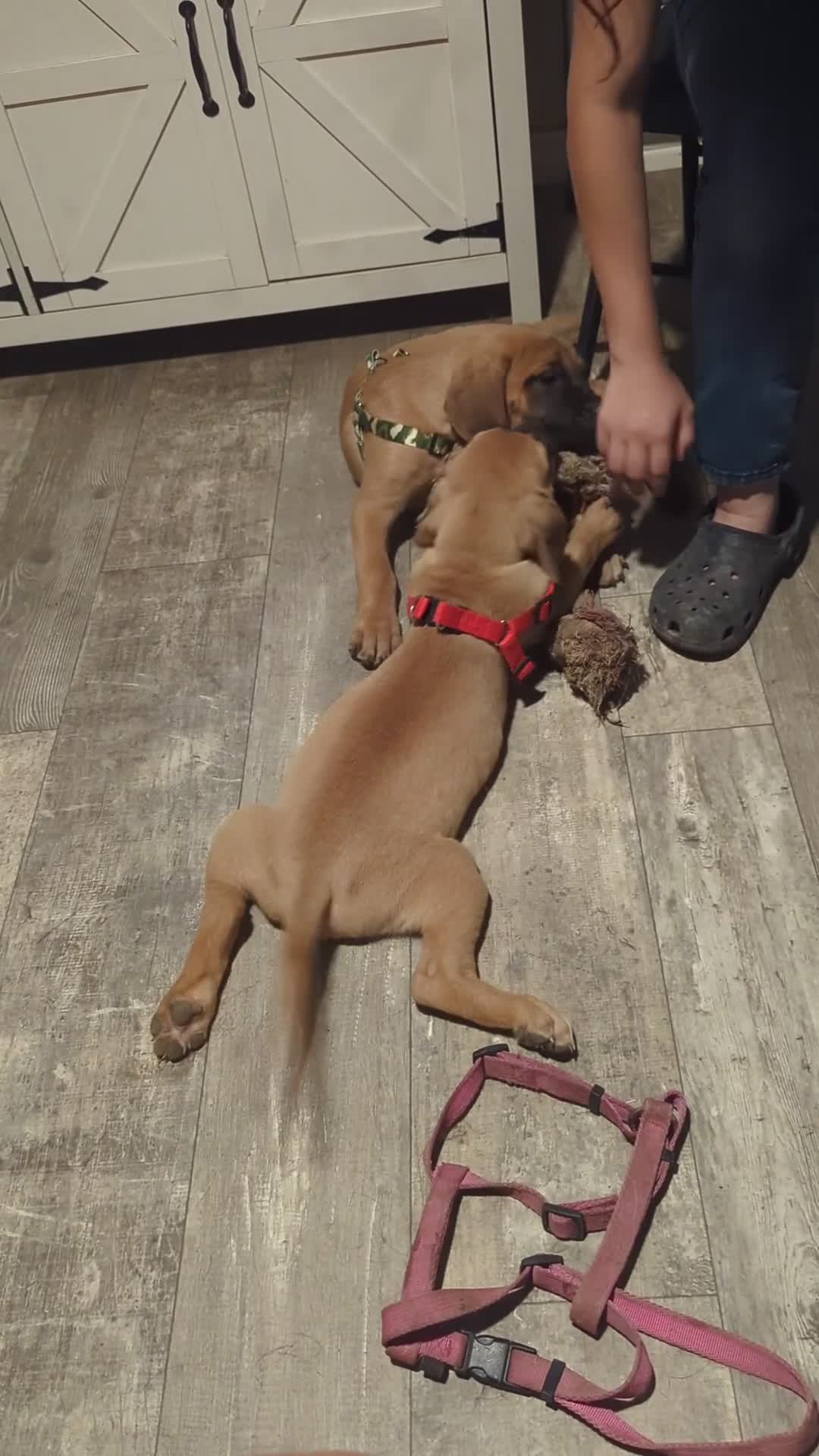 English Mastiff dogs for sale: English Mastiff 2 - Video 1