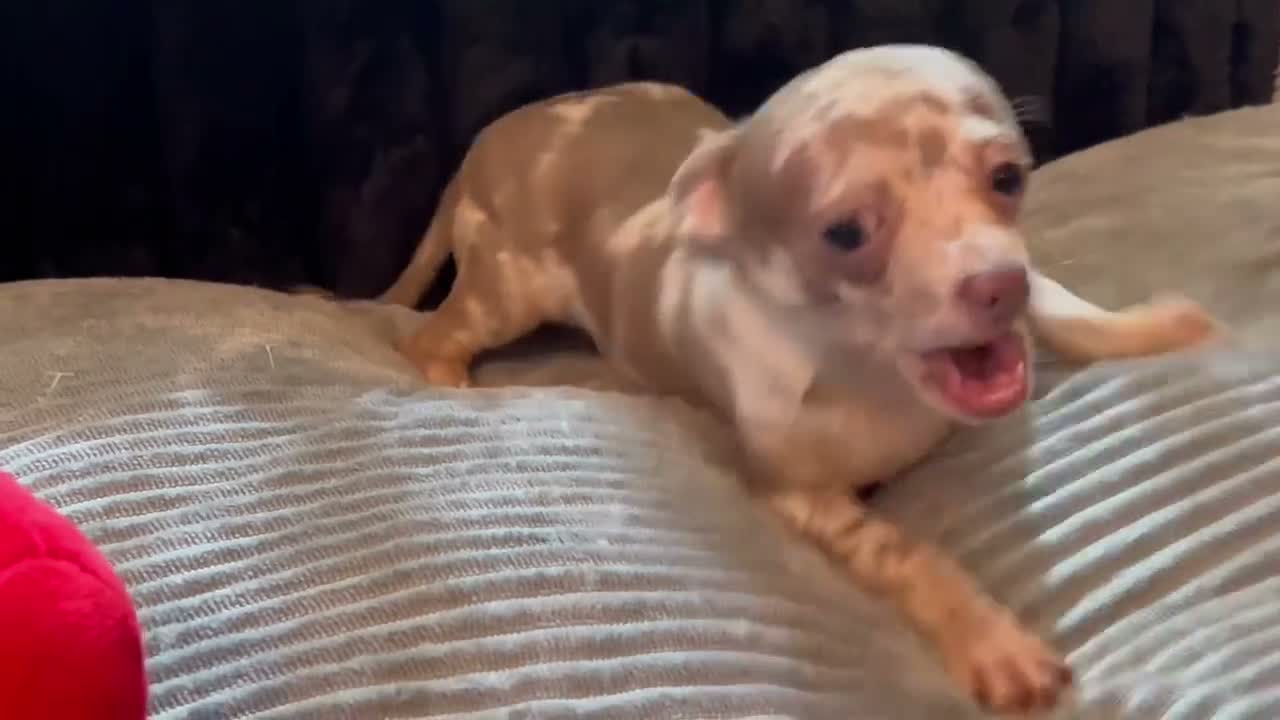 Chihuahua dogs for sale: Mr platinum - Video 1