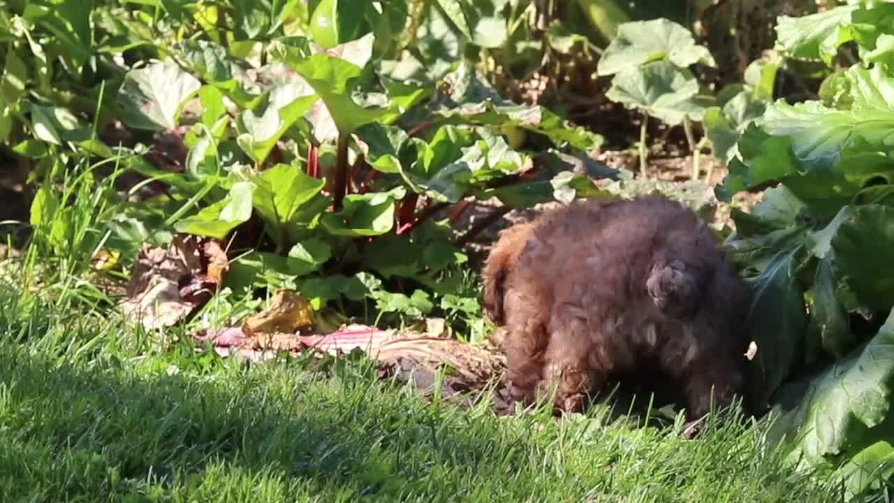Yorkiepoo dogs for sale: Theo - Video 1