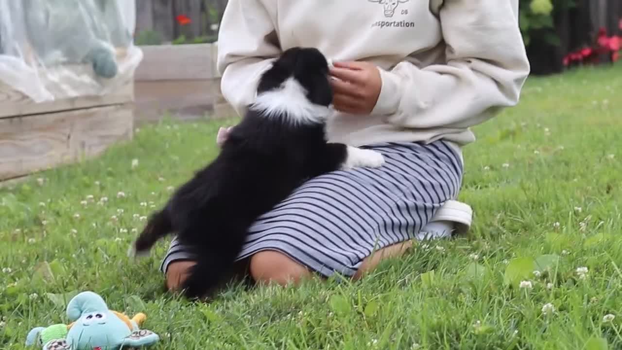 Toy Australian Shepherd dogs for sale: Logan - Video 3