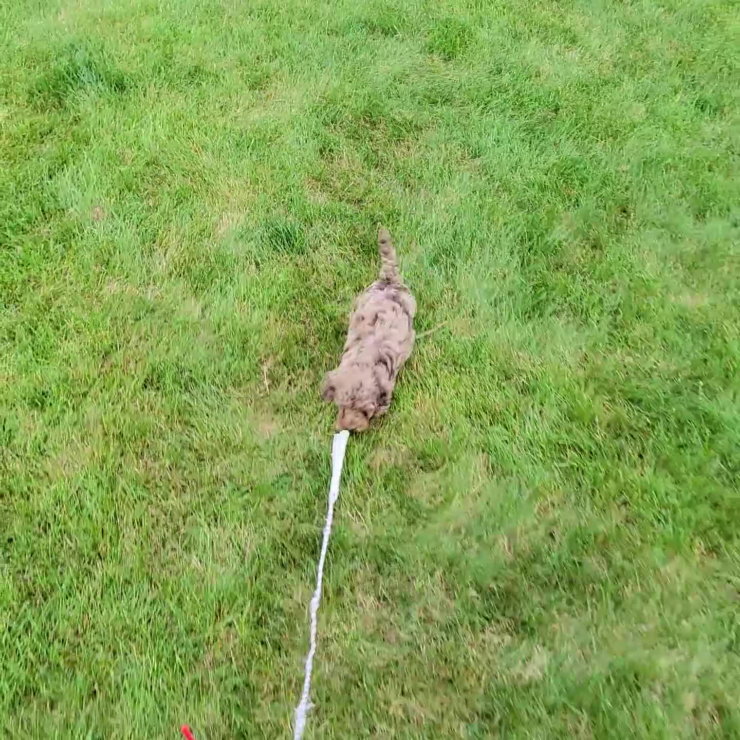 Cockapoo dogs for sale: Rusty - Video 1
