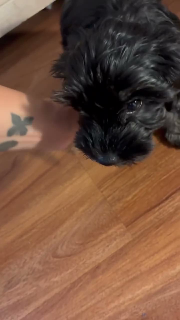 Maltipoo dogs for sale: Maltipoo 1 - Video 1