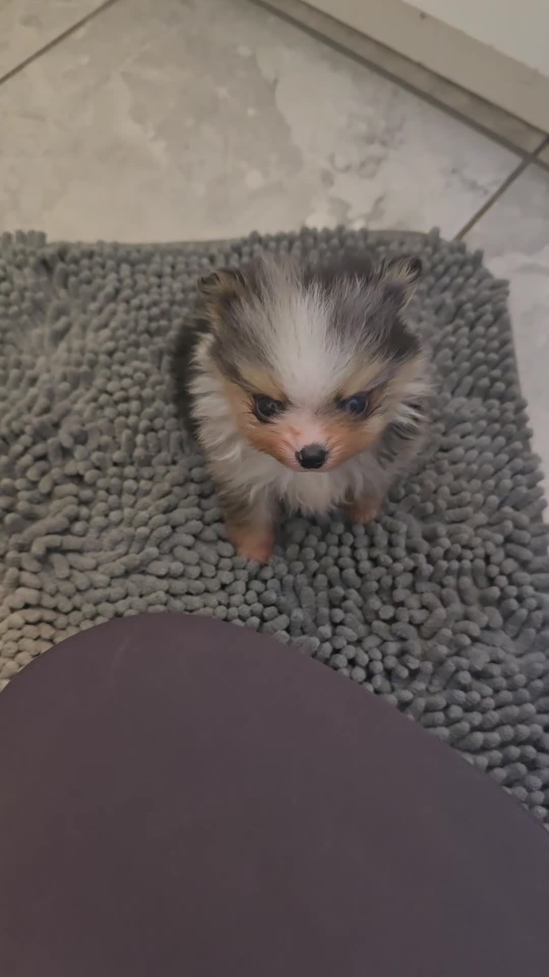 Pomeranian dogs for sale: Small merle boy - Video 1