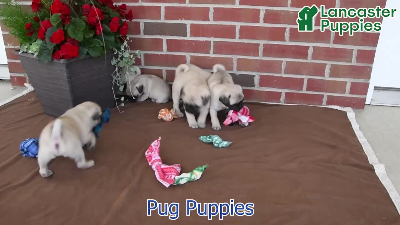 Pug dogs for sale: Sunshine - Video 1
