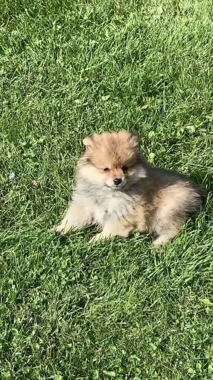 Pomeranian dogs for sale: Boy Bandit - Video 3