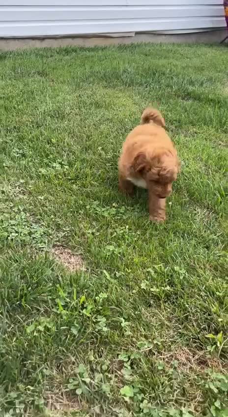 Mini Goldendoodle dogs for sale: Lupin - Video 1
