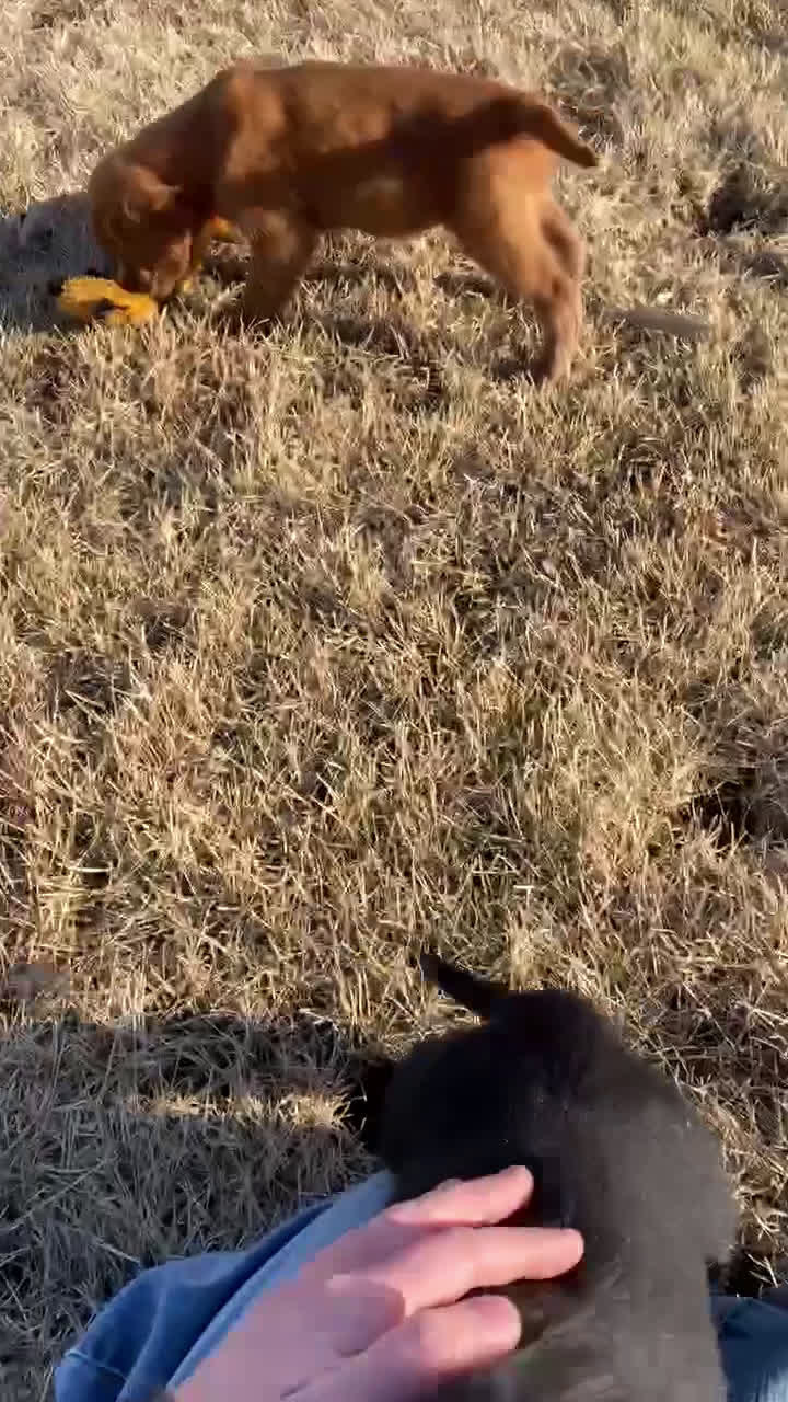 Mixed Breed dogs for sale: Ranger - Video 2