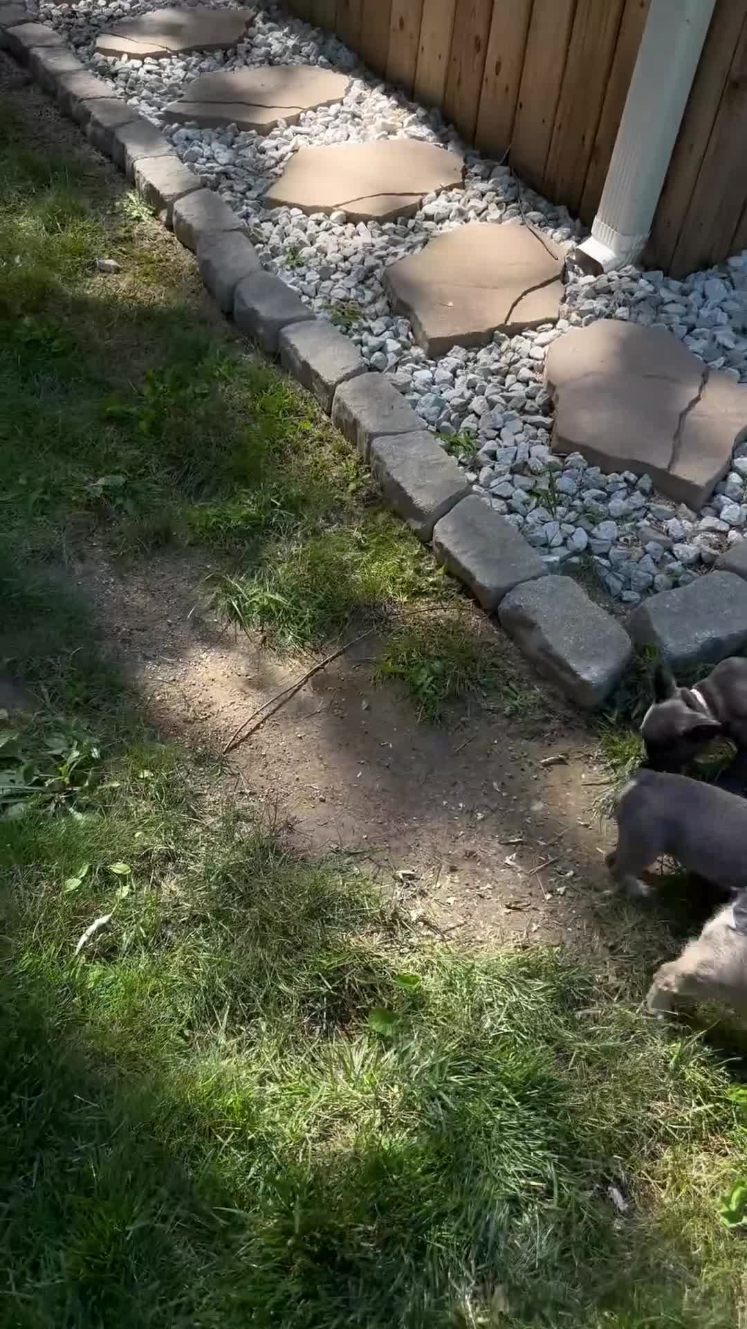French Bulldog dogs for sale: TED E BEAR - Video 2