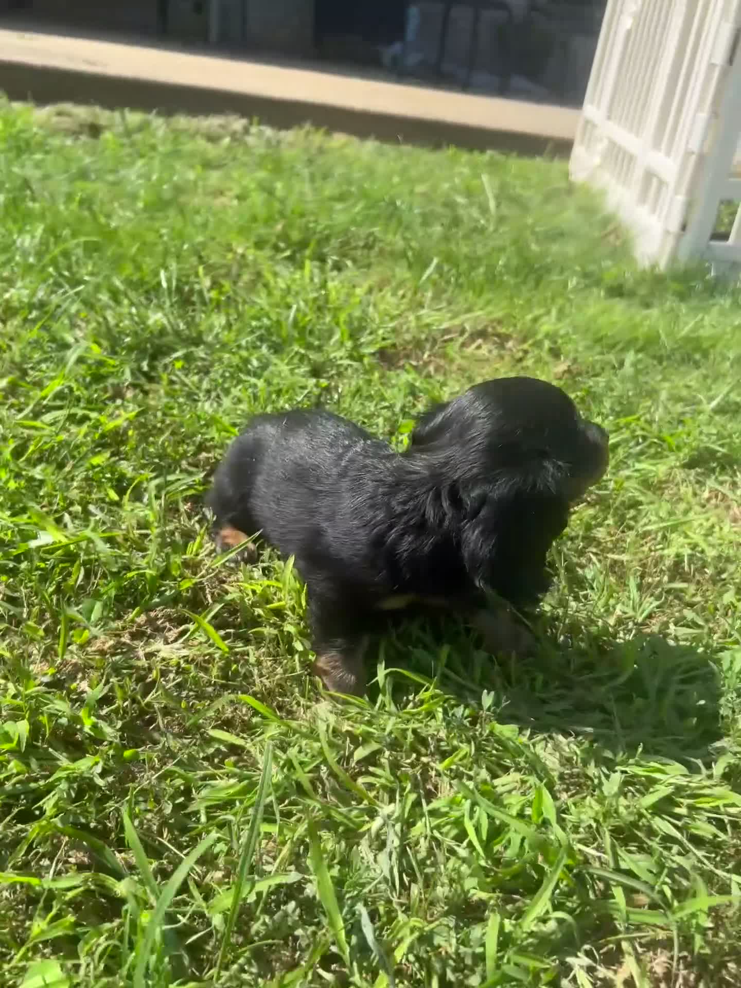 Miniature Dachshund dogs for sale: Ollie - Video 1